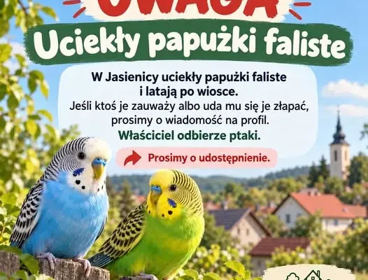 Zaginione papużki faliste w Jasienicy – mieszkańcy apelują o pomoc