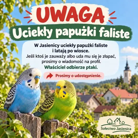 Zaginione papużki faliste w Jasienicy – mieszkańcy apelują o pomoc